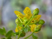 Hypericum maculatum Stora Gömmet, Kungälv, Bohuslän, Sweden 20190717_0135