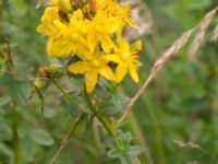 Hypericum maculatum ssp. maculatum Kungsmarken, Lund, Skåne, Sweden 20170717_0110