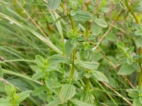 Hypericum maculatum ssp. maculatum Kungsmarken, Lund, Skåne, Sweden 20170717_0111