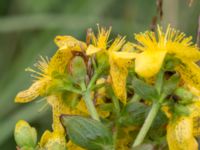 Hypericum maculatum ssp. maculatum Kungsmarken, Lund, Skåne, Sweden 20170717_0114