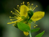 Hypericum maculatum ssp. maculatum Stjärneholms borgruin, Skurup, Skåne, Sweden 20150727_0196