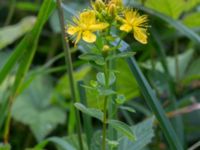 Hypericum maculatum ssp. maculatum Stjärneholms borgruin, Skurup, Skåne, Sweden 20150727_0198