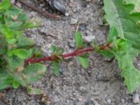 Hypericum perforatum Väderögatan Malmö, Skåne, Sweden 20170826_0009