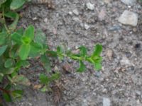 Hypericum perforatum Väderögatan Malmö, Skåne, Sweden 20170826_0010