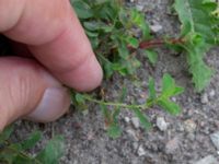 Hypericum perforatum Väderögatan Malmö, Skåne, Sweden 20170826_0011