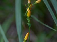 Hypericum pulchrum Mörtevatten, Kungälv, Bohuslän, Sweden 20190717_0143