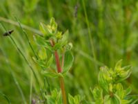 Hypericum tetrapterum Husie mosse, Malmö, Skåne, Sweden 20150623_0082