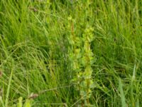 Hypericum tetrapterum Husie mosse, Malmö, Skåne, Sweden 20150623_0087