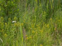 Hypericum tetrapterum Husie mosse, Malmö, Skåne, Sweden 20150719_0008