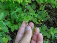 Hypericum tetrapterum Svirskoye ushele, Lazarevskoye, Krasnodar, Russia 20160913_0457