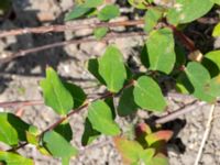 Hypericum × inodorum Skånegården, Bunkeflostrand, Malmö, Skåne, Sweden 20160621_0066