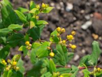 Hypericum × inodorum Viaduktängarna, Bunkeflostrand, Malmö, Skåne, Sweden 20160625_0124