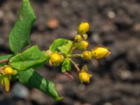 Hypericum × inodorum Viaduktängarna, Bunkeflostrand, Malmö, Skåne, Sweden 20160625_0125