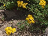 Hypericum empetrifolium Nemrut Dagi, Turkey 20120704B 610