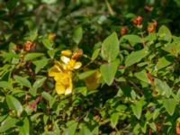 Hypericum 'Hidcote' Bäckaforsvägen, Klagshamn, Malmö, Skåne, Sweden 20190718_0021