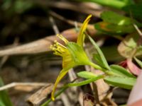 Hypericum humifusum Kumleröd, Tågra, Sjöbo, Skåne, Sweden 20160703_0082