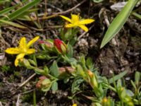 Hypericum humifusum Kumleröd, Tågra, Sjöbo, Skåne, Sweden 20160703_0086