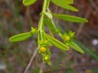 Hypericum kalmianum Säbyholm, Landskrona, Skåne, Sweden 20220722_0002