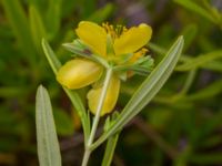 Hypericum kalmianum Säbyholm, Landskrona, Skåne, Sweden 20220722_0004