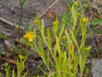 Hypericum kalmianum Säbyholm, Landskrona, Skåne, Sweden 20220722_0007