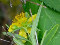 Hypericum kalmianum Säbyholm, Landskrona, Skåne, Sweden 20220722_0014