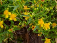 Hypericum kalmianum Säbyholm, Landskrona, Skåne, Sweden 20220722_0021