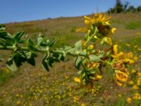 Hypericum perforatum Djurminnesplatsen, Spillepeng, Malmö, Skåne, Sweden 20190622_0028