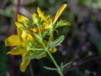 Hypericum perforatum Trollskogen, Klagshamns udde, Malmö, Skåne, Sweden 20240806_0281