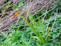 Crocosmia × crocosmiiflora Svedala jorddeponi, Svedala, Skåne, Sweden 20231021_0047