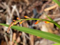 Crocosmia × crocosmiiflora Svedala jorddeponi, Svedala, Skåne, Sweden 20231022_0133