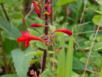 Crocosmia x crocosmiiflora Ulricedal, Malmö, Skåne, Sweden 20190731_0009