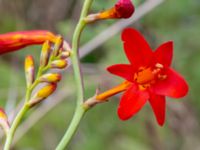 Crocosmia x crocosmiiflora Ulricedal, Malmö, Skåne, Sweden 20190731_0010