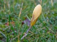 Crocus angustifolius Fredentorps begravningsområde, Lund, Skåne, Sweden 20240303_0001