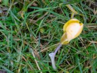 Crocus angustifolius Fredentorps begravningsområde, Lund, Skåne, Sweden 20240303_0007