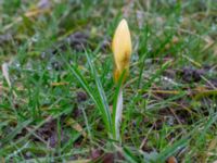 Crocus angustifolius Fredentorps begravningsområde, Lund, Skåne, Sweden 20240303_0009