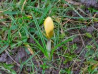 Crocus angustifolius Fredentorps begravningsområde, Lund, Skåne, Sweden 20240303_0011