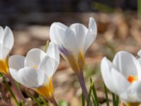 Crocus biflorus 400 m NNO Brånebjär, Svedala, Skåne, Sweden 20180406_0010