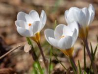 Crocus biflorus 400 m NNO Brånebjär, Svedala, Skåne, Sweden 20180406_0011