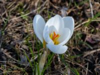 Crocus biflorus Djungelparken, Bunkeflostrand, Malmö, Skåne, Sweden 20210325_0001