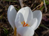 Crocus biflorus Djungelparken, Bunkeflostrand, Malmö, Skåne, Sweden 20210325_0002