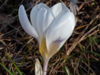 Crocus biflorus Djungelparken, Bunkeflostrand, Malmö, Skåne, Sweden 20210325_0004