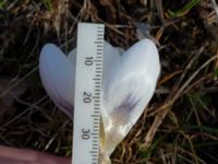 Crocus biflorus Djungelparken, Bunkeflostrand, Malmö, Skåne, Sweden 20210325_0005