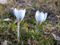 Crocus biflorus Djungelparken, Bunkeflostrand, Malmö, Skåne, Sweden 20210325_0008