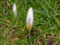 Crocus biflorus Djungelparken, Bunkeflostrand, Malmö, Skåne, Sweden 20240316_0038