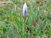 Crocus bifolius Fredentorps begravningsområde, Lund, Skåne, Sweden 20240303_0017