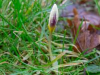 Crocus bifolius Fredentorps begravningsområde, Lund, Skåne, Sweden 20240303_0018