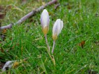 Crocus bifolius Fredentorps begravningsområde, Lund, Skåne, Sweden 20240303_0024