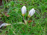 Crocus bifolius Fredentorps begravningsområde, Lund, Skåne, Sweden 20240303_0025