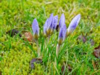 Crocus bifolius Fredentorps begravningsområde, Lund, Skåne, Sweden 20240303_0026