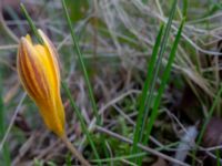 Crocus chrysanthus Östra kyrkogården, Malmö, Skåne, Sweden 20190225_0003